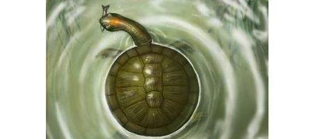 Huge turtle was round like a truck tire