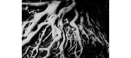 Breeding new crops could slash CO2 levels