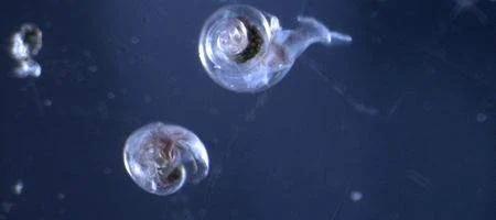 Ocean acidification is already dissolving shells