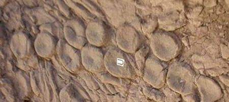 Triassic 'Kraken' may have created self-portrait