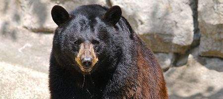 Bear hibernation could be key to space travel, say scientists