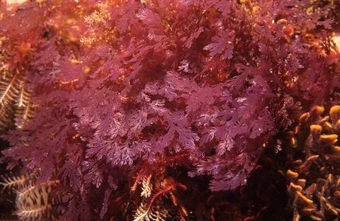 How to transform seaweed into biofuel