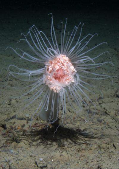 Major reductions in seafloor marine life from climate change expected by 2100