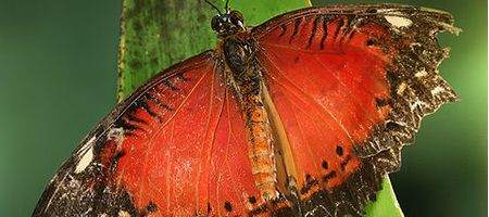 Spanish police stamp out butterfly botnet