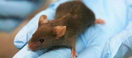 Hormone increases life expectancy by a third