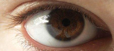 Vision evolved 700 million years ago
