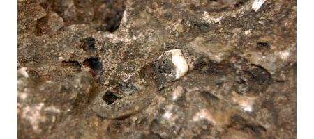 Near-complete human ancestor discovered in neglected chunk of rock