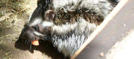 Rat makes its own poison to see off predators
