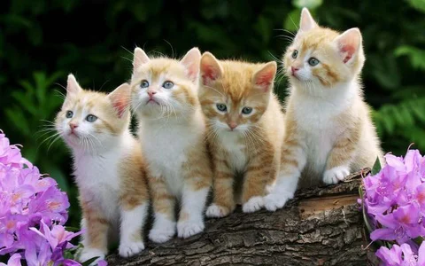 Weaponizing cats: one hacker takes it too far