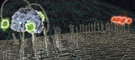 'Nanospider' robots could target disease
