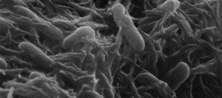 Electricity could be generated from bacteria