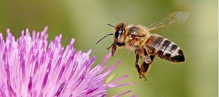 Collapse in bee populations could be caused by cellphones