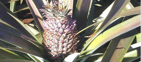 Pineapple fibres make plastic as strong as Kevlar
