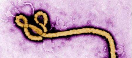 All viruses may be stowaways within our DNA