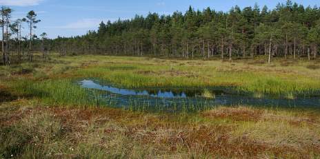 Peat soils as gigantic batteries?!