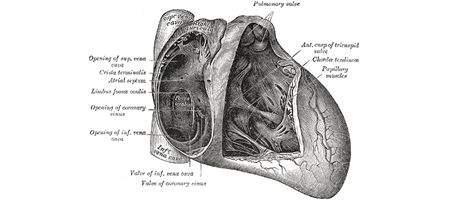 Pacemakers powered by patient's heartbeat alone