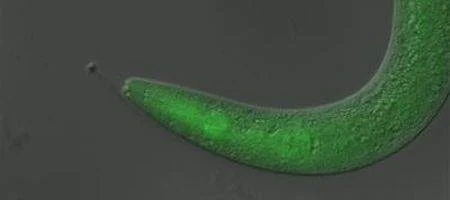 Scientists develop 'Star Trek phaser'