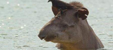 Tapirs thrive in remote national parks
