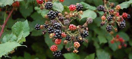 Is a Blackberry bad for your health?