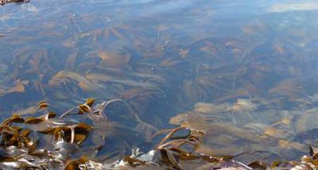 Seaweed could be the next big thing for biofuel