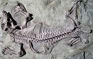 Why Earth's greatest mass extinction was the making of modern mammals