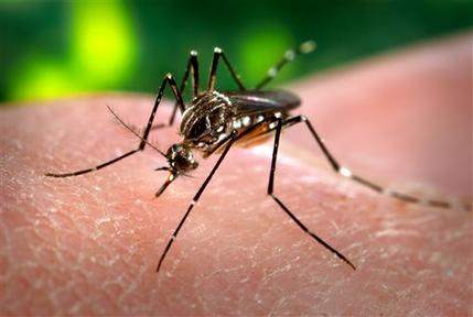 Modded mosquitoes could help fight tropical disease