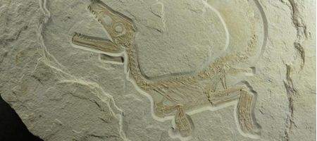 Did all dinosaurs have feathers?