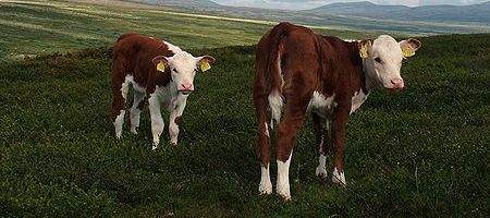 Give up meat to save the planet