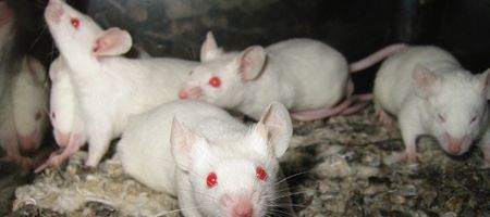 Gene therapy dramatically extends mouse lifespan