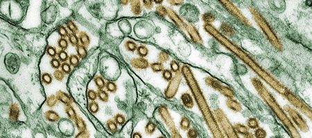 US asks scientists to withdraw recipe for lab-bred bird flu