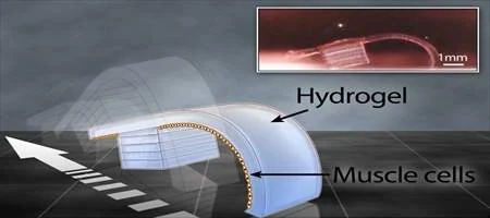 Scientists print out 'walking' biological machines