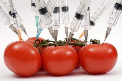 Study: GMO food causes organ disruption in animals