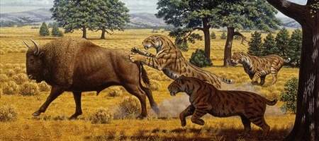 The puzzling extinction of the sabre-tooth cat