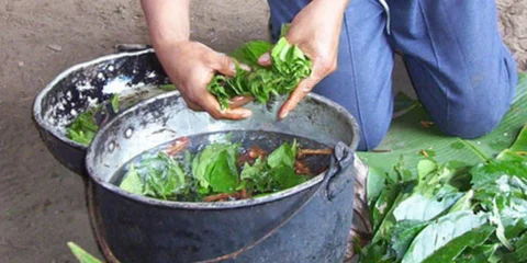 Ayahuasca