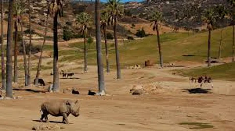 African Safari