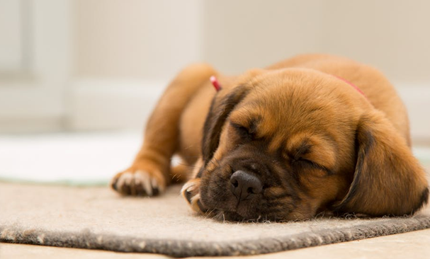 University of Pennsylvania Study
Reveals Health Risk To Your Pets