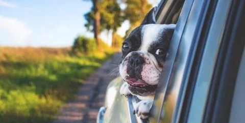 Why Your Dogs Could Use Some Hemp Oil