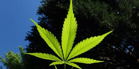 Cannabis