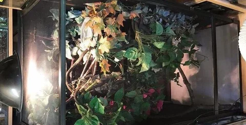 Chameleon Cages