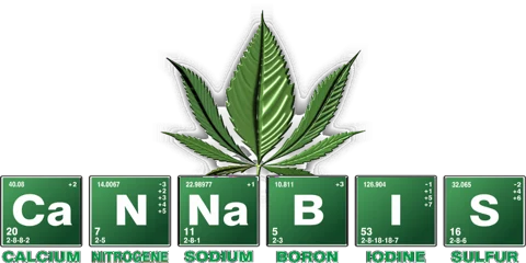 Cannabis