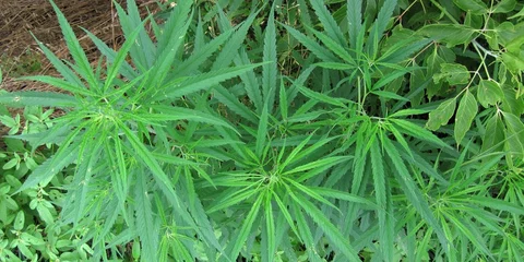 Cannabis Market