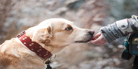 How People can Benefit from Emotional Support Animals