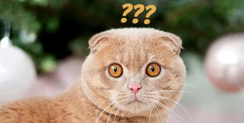 The puzzling extinction of the sabre-tooth cat