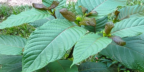 Kratom