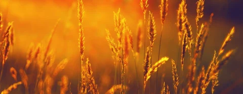 Dealing with allergies - types, diagnosis, and solutions