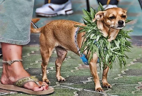 5 Myths About Giving CBD To Pets