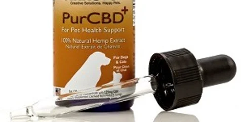 CBD 101: Everything You Need To Know About Giving Your Cat CBD