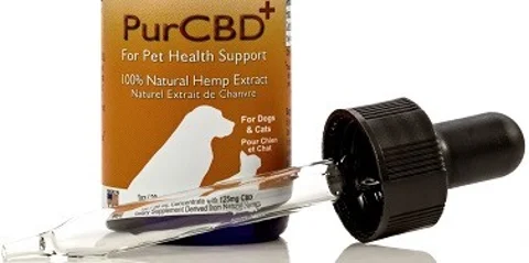 5 Myths About Giving CBD To Pets