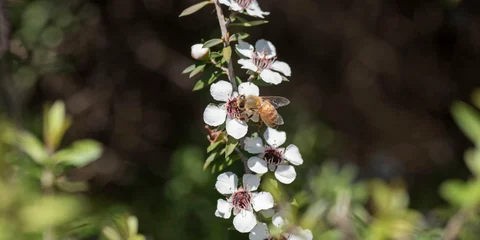 Honey Bee