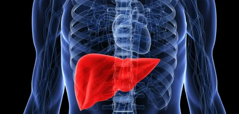 8 Useful Tips On How To Maintain A Good Liver Health